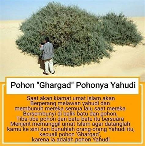 Kisah pohon gharqad pada akhir zaman. Pohon Gharqad Dan Orang Yahudi - Majelis Ta'lim Almunawwarah