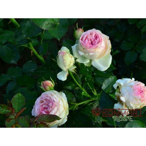 Róża Eden Rose 85 Meiviolin