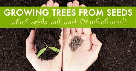 Growing Trees From Seeds Which Seeds Work And Which Wont Inhabitat