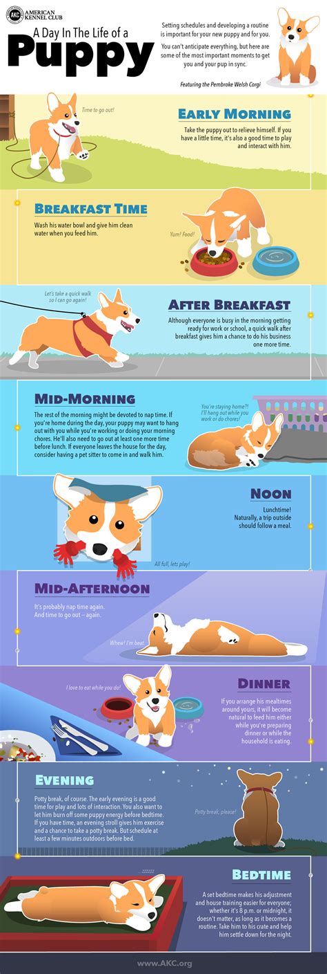Puppies have tiny bladders, so by taking them outside frequently, they have more chances to. Puppy Schedule: Daily Routine for New Puppies