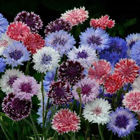 Bachelors Button Seeds 7 Cornflowers Annual Flower Seeds