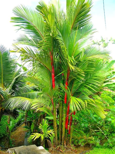 Cyrtostachys Renda Syn Lakka Tropikcz Jardines Tropicales