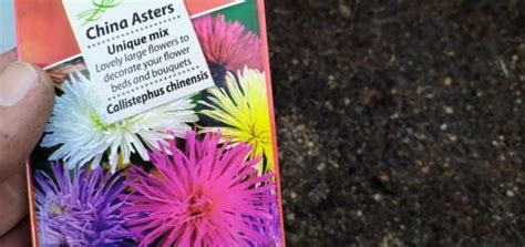 China Aster Callistephus Chinensis Growing Guides