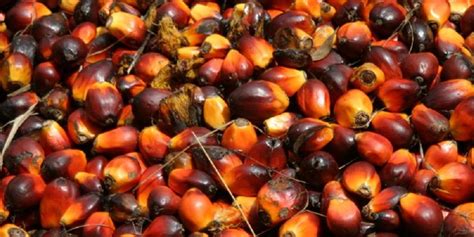 Walau bagaimana pun, harga mula menaik ke paras $44 hingga $45 pada bulan ogos 2020. Penurunan Harga Minyak Kedelai Hempaskan Harga CPO ...