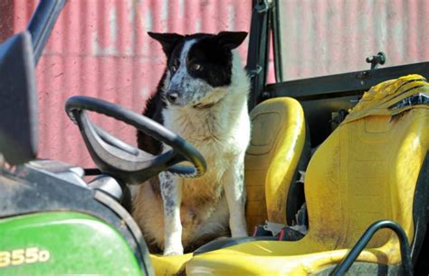 Dog Manages To Take Control Of A Tractor And Drive It Onto A Motorway