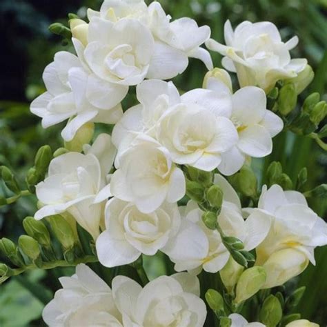 Maybe you would like to learn more about one of these? Freesia Double White | Freesia flowers, Flowers, White flowers