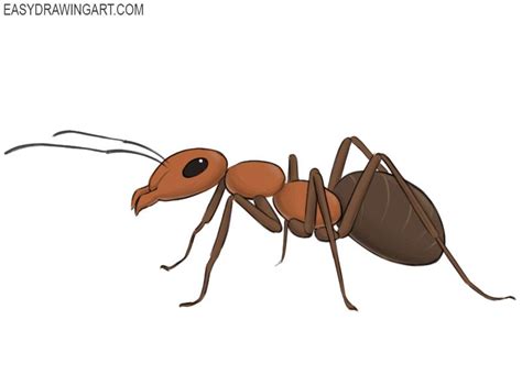 How To Draw An Ant Easy Drawing Art How To Draw An Ant Ant