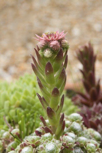 Check out these 7 surprising health benefits of eating cactus. Hens And Chicks Flower Care - What To Do When My Hens And ...
