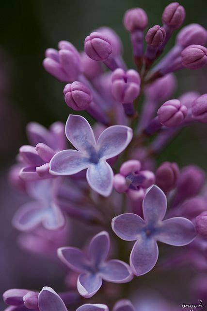 Lovely Lilacs Beautiful Flowers Purple Flowers Pretty Flowers