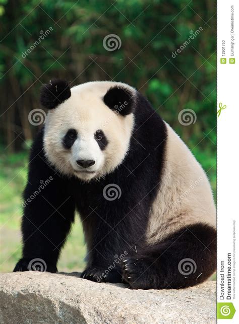 Sitting Giant Panda Stock Photo Image Of Animals Fuzzy 12901760