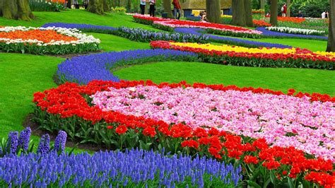 วอลเปเปอร์ แนวนอน มีสีสัน สวน ธรรมชาติ ฟิลด์ Muscari ปลูก ดอก