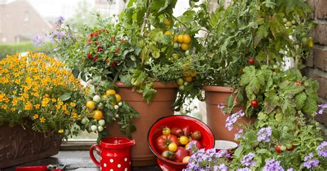 Knapp 30 kilogramm tomaten, in österreich auch paradeiser genannt, verspeist statistisch gesehen jeder deutsche im jahr. 5 Tipps für Tomaten im Topf - Mein schöner Garten