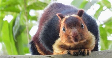 These Giant Colorful Squirrels In India Are The Most Beautiful Rodents