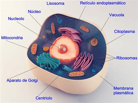 Célula Eucariota Qué Es Características Partes Y Tipos Significados