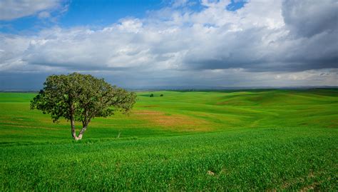 Green Grass Field Under Blue Sky · Free Stock Photo