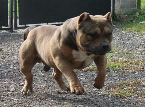 Fun show american bully#americanbully #americanbullygame #realityoffriends. Bully Tricolor