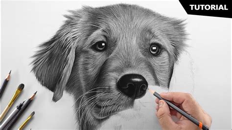 How To Draw A Realistic Dog Tutorial For Beginners Webjunior