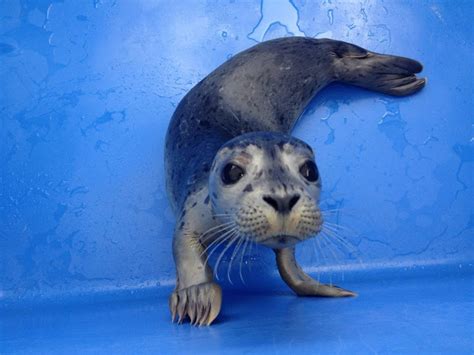 Please give her a loving home! Funny animals of the week - 2 November 2012 (40 pics ...
