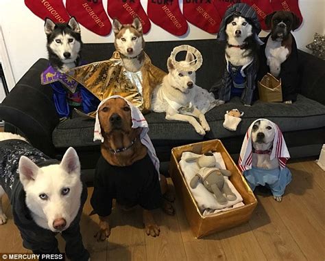 Christmas Nativity Scene Portrayed By 8 Adorable Dogs Daily Mail Online