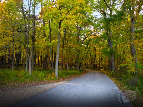 Free Forest Path Photo Tree Canopy Picture Autumn