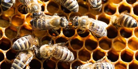 Honey Bee Pheromones Carolina Honeybees