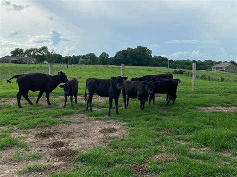 15 Weaned Feeder Calves National Ag Connections Llc