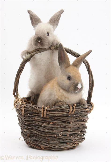 Baby Rabbits In A Wicker Basket Photo Wicker Rabbit Easter Colors