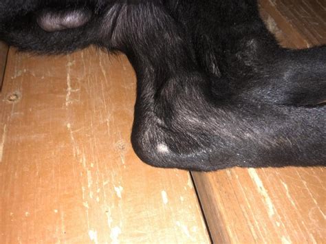Spots Popping Up On Back Legs And Lips German Shepherd Dog Forums