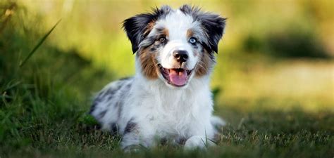 Having them close helps them to socialize early. Mini Australian Shepherd - The Complete Guide to the ...