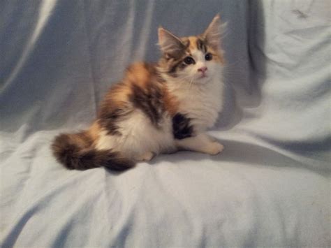 This Is Mallory Kane She Is A Calico Vanir Norwegian Forest Cats