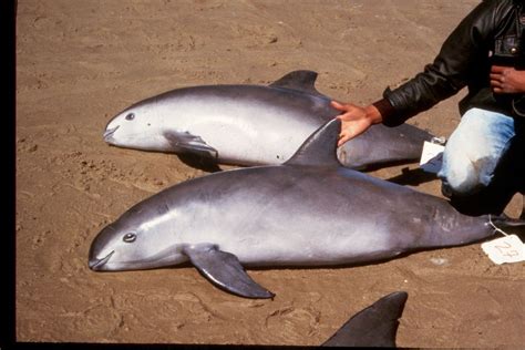 In Photos The Worlds Most Endangered Marine Mammal To The Rescue Of