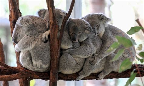 Lone Pine Koala Sanctuary Tickets Australia Activities In Australia