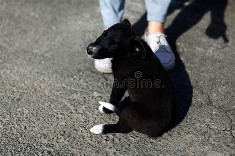 Puppy At The Human Feet Stock Photo Image Of Pretty 241356702