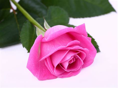 Rose — целовал плечи (single 2020). Flowers Rose bonbon Pink Rose symbols of gratitude rose ...