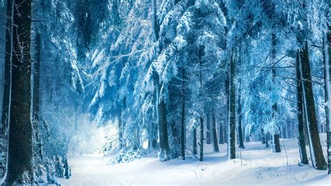 Wallpaper Winter Landscape Snow Forest 1920x1200 Hd Picture Image