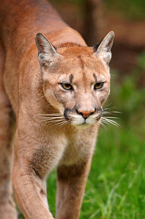 How many mountain lions are there? The incredible journey of one 3-year-old mountain lion ...