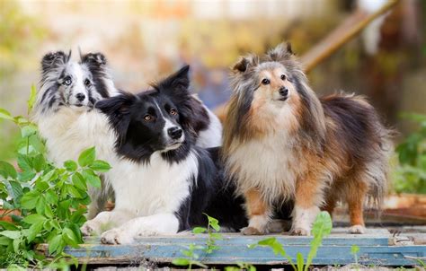 The Most Intelligent Dog Breeds According To Experts In 2020