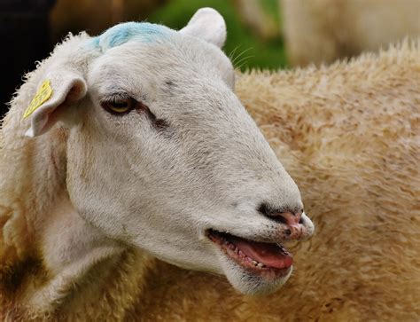 Free Images Nature Meadow Animal Sheep Mammal Wool Fauna Close