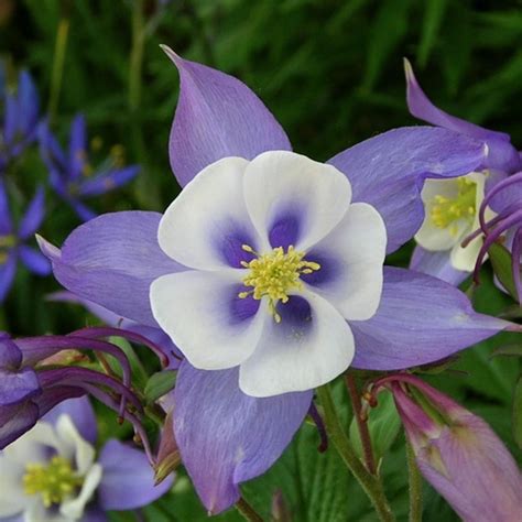 Blue Columbine Seeds Flower Seeds In Packets And Bulk Eden Brothers