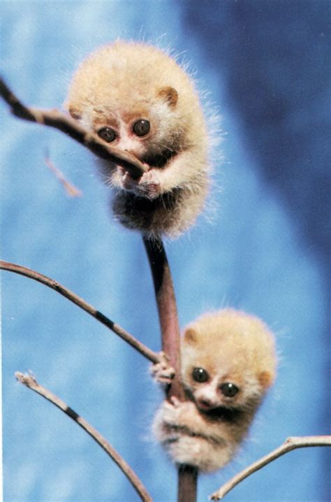 Undoubtedly, slow loris is one of the cutest animals in the world. Baby slow loris : aww