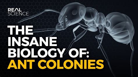 The Insane Biology Of Ant Colonies Youtube Ant Colony Biology Ants