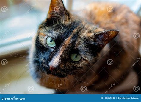 Tortoiseshell Cat Portrait Stock Image Image Of Feline 155861387