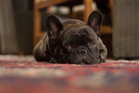 I'm sure you can relate. Do French Bulldogs Sleep A Lot? | French bulldog, French ...