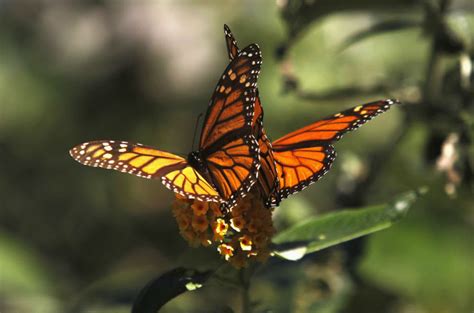 Monarch Butterfly May Join Endangered Species List In 2015
