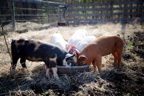 Free Baby Pigs Eating On The Farm Photo — High Res Pictures