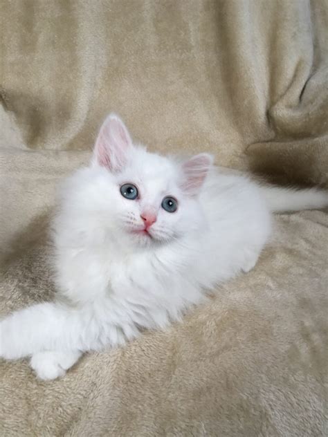 They are a larger breed of cat and come in many colors and patterns. Kittens For Sale - Siberian Cats