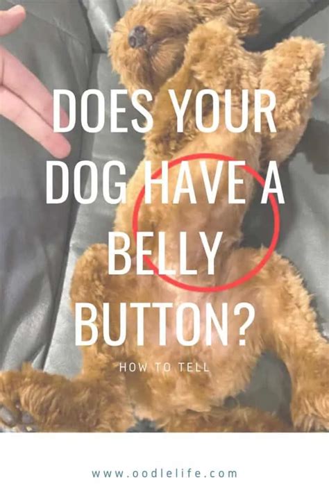 Do Dogs Have Belly Buttons What Do They Look Like 4 Steps To Find