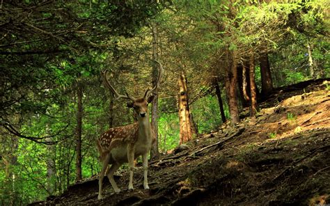 Forest Wildlife Wallpapers Top Free Forest Wildlife Backgrounds