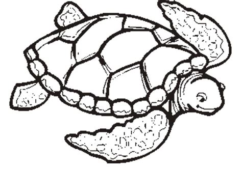 Loggerhead Turtle Drawing At Getdrawings Free Download