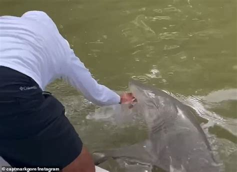 Terrifying Moment Shark Bites Florida Fisherman Before Dragging Him Off